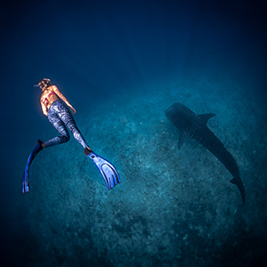Swimming with whale sharks in the Maldives