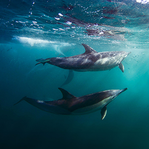Is it okay to swim with dolphins in the wild?
