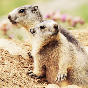 Mont Blanc wildlife