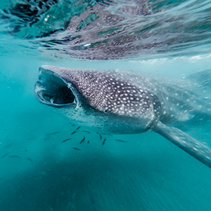 Ethical whale shark swimming