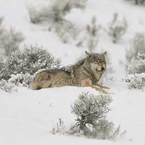 Top 10 winter wildlife activities