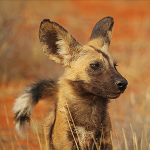 How to see African wild dogs in the wild