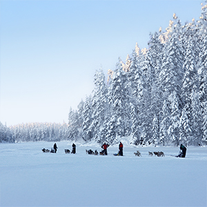 Wild Taiga travel guide