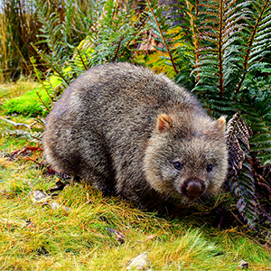 Wildlife in Tasmania