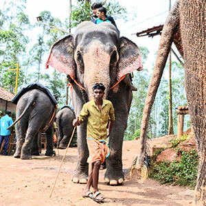 Responsible tourism in South India