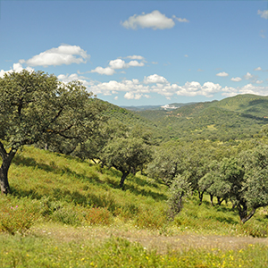 Walking in Sierra de Aracena