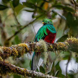 Costa Rica wildife map & highlights