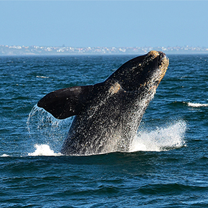 Best time to see wildlife in South Africa