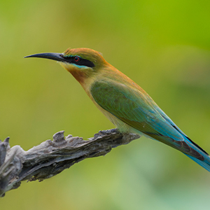 Best time to see wildlife in Sri Lanka