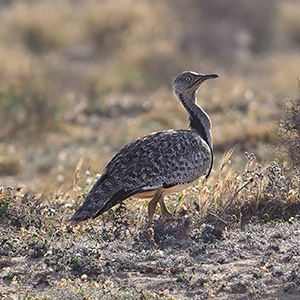 Lanzarote nature & wildlife