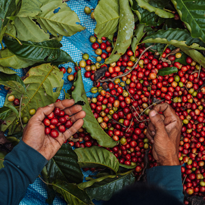 Costa Rica coffee tours