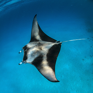 Best places to see manta rays in the wild