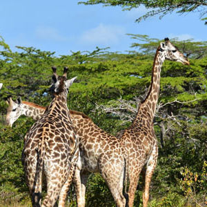 Best time to visit Nyerere National Park