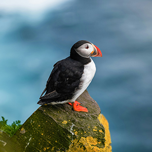 Where to see puffins in the wild