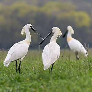 Top 10 bird watching holidays in Europe