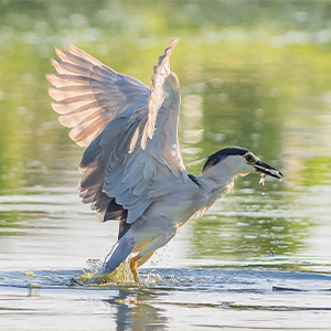 Top 10 wetlands to visit on holiday