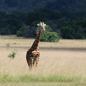 Akagera National Park in Rwanda: why visit