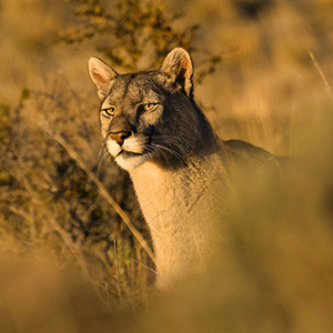 How to see pumas in Patagonia