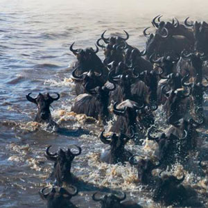 Masai Mara conservancies