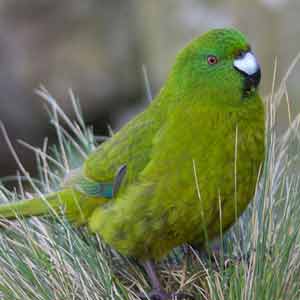 Best time to visit the Subantarctic Islands