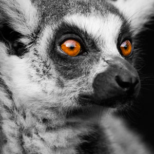 Best place to see lemurs in Madagascar