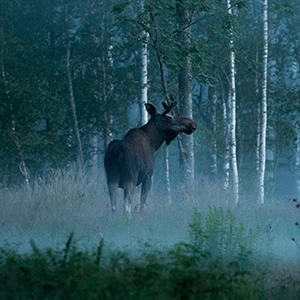 Moose tracking holidays in Sweden