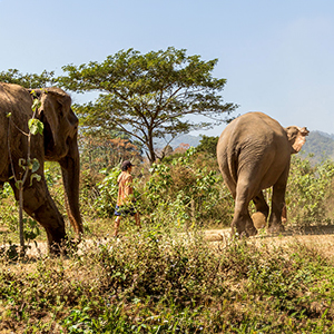 Elephant watching travel guide 
