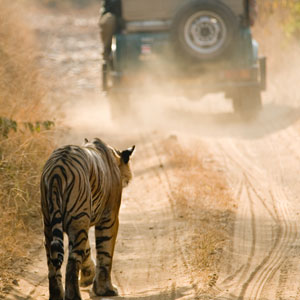 Where to see tigers in the wild