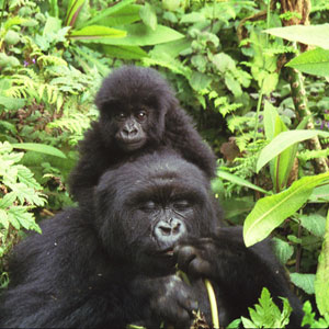 Gorilla safaris in Rwanda