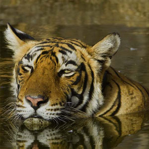 Ranthambore tiger safaris