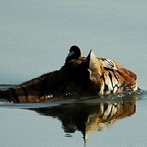 Pench tiger safaris
