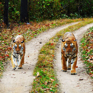 Kanha tiger safaris