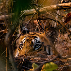 Bandhavgarh tiger safaris