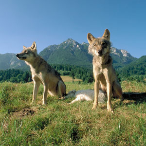 Things to do in Romania