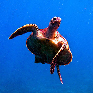 Snorkel safari holidays in Sulawesi & Borneo