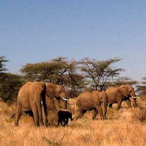 Best time to visit Kenya