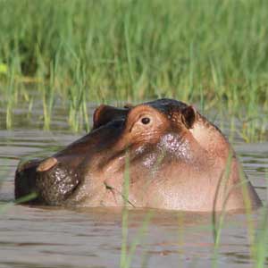 Kenya travel advice
