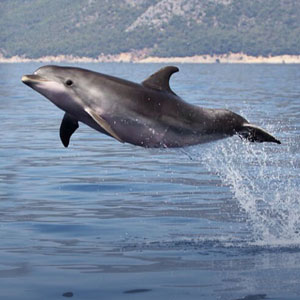 Where to go on a marine conservation holiday