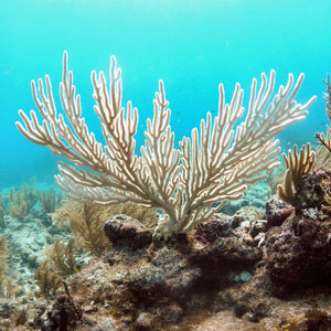 Responsible marine conservation