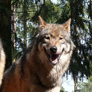 Wildlife holidays in Europe