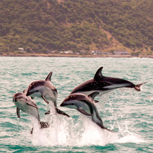 Responsible tourism in New Zealand