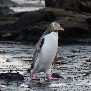Wildlife in New Zealand 