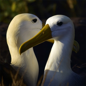 Galapagos wildlife travel guide