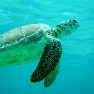 Responsible tourism in Mexico