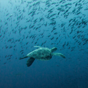 Best time to see wildlife in the Galapagos