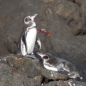 Galapagos wildlife map & highlights