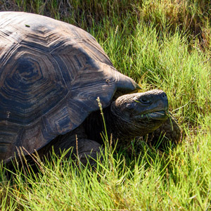 Wildlife in Galapagos