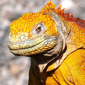 Top 10 Galapagos wildlife species