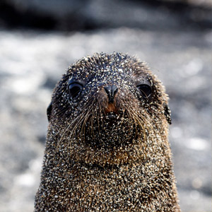 Why is Galapagos wildlife so unique?