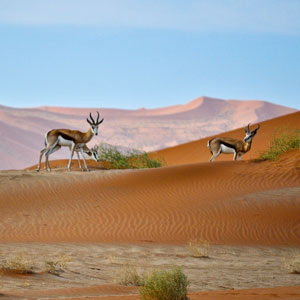 Sossusvlei & Deadvlei, Namibia